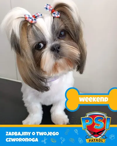 PSI PATROL Natalia Witczak